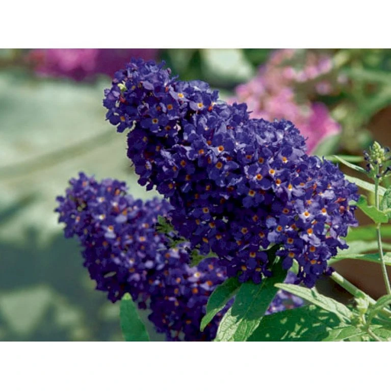 Sommerfuglebusk Buzz 'Midnight' Buddleja Buzz 'Midnight' 3,0 Liter Potte 3 Sommerfuglebusk Buzz 'Midnight' Buddleja Buzz 'Midnight' 3,0 Liter Potte