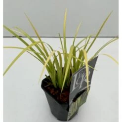 Kalmus 'Golden Delight' Acorus Gramineus 'Golden Delight' 1 Liter Potte -Osmo Salgsbutik p35712 40738 acorus gramineus golden delight 295b