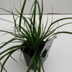 Star 'Everlime' Carex Oshimensis 'Everlime' 1 Liter Potte