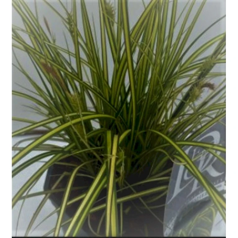 Star 'Eversheen' Carex Oshimensis 'Eversheen' Potte 2 Liter. 5 Star 'Eversheen' Carex Oshimensis 'Eversheen' Potte 2 Liter. - Billede 3