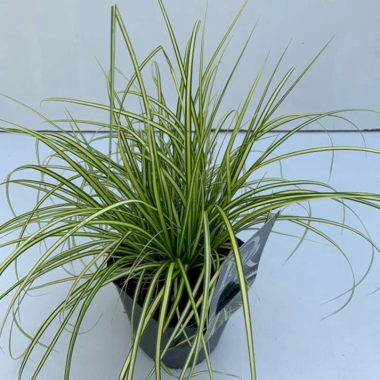 Star 'Eversheen' Carex Oshimensis 'Eversheen' Potte 2 Liter. 3 Star 'Eversheen' Carex Oshimensis 'Eversheen' Potte 2 Liter.