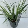 Star 'Bunny Blue' Carex Laxiculmis 'Bunny Blue' Potte 2 Liter. -Osmo Salgsbutik p35717 42603 carex laxiculmis bunny blue 6cf5