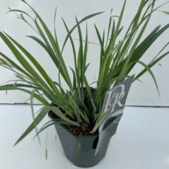 Star 'Bunny Blue' Carex Laxiculmis 'Bunny Blue' Potte 2 Liter.