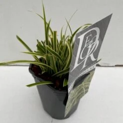 Star 'Vanilla Ice' Carex Morrowii 'Vanilla Ice' 1 Liter Potte