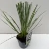 Lav Pampasgræs 'Mini' Cortaderia Selloana 'Mini' Potte 2 Liter. -Osmo Salgsbutik p35721 42619 cortaderia selloana mini 23a9