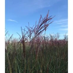 Elefantgræs 'Red Chief' Miscanthus Sinensis 'Red Chief' 5 Liter Potte