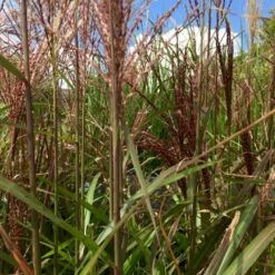 Elefantgræs 'Red Chief' Miscanthus Sinensis 'Red Chief' 5 Liter Potte -Osmo Salgsbutik p35728 38577 miscanthus sinensis red chief bf1a
