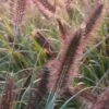 Lampepudsergræs 'Red Head' Pennisetum Alopecuroides 'Red Head' 3,0 Liter Potte -Osmo Salgsbutik p35734 50917 pennisetum alopecuroides red head 8754