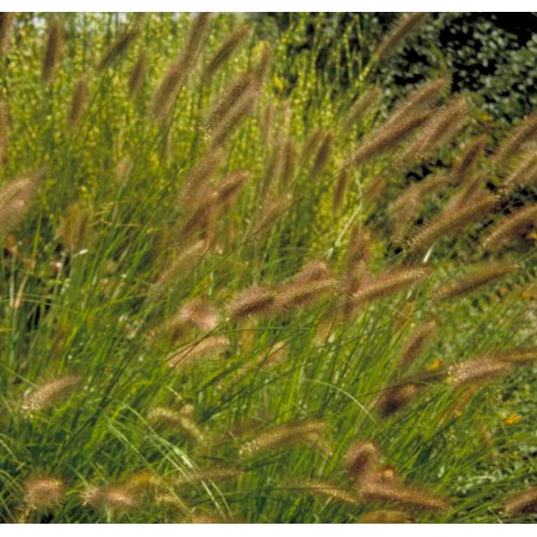 Lampepudsergræs 'Viridescens' Pennisetum Alopecuroides 'Viridescens' 5 Liter Potte 3 Lampepudsergræs 'Viridescens' Pennisetum Alopecuroides 'Viridescens' 5 Liter Potte