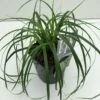 Star 'Evergreen' Carex Oshimensis 'Evergreen' Potte 2 Liter. -Osmo Salgsbutik p35736 42607 carex oshimensis evergreen 910a