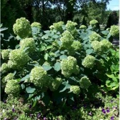 Træagtig Hortensia 'Lime Rickey' Hydrangea Arborescens 'Lime Rickey' Potte 3,0 Liter,- 25-30 Cm. -Osmo Salgsbutik p35739 40222 hydrangea arborescens lime rickey 3e5a