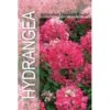 Syrén-Hortensia 'Diamand Rouge' Hydrangea Paniculata 'Diamand Rouge' Potte 3,0 Liter,- 30-40 Cm. -Osmo Salgsbutik p35743 38351 image c818