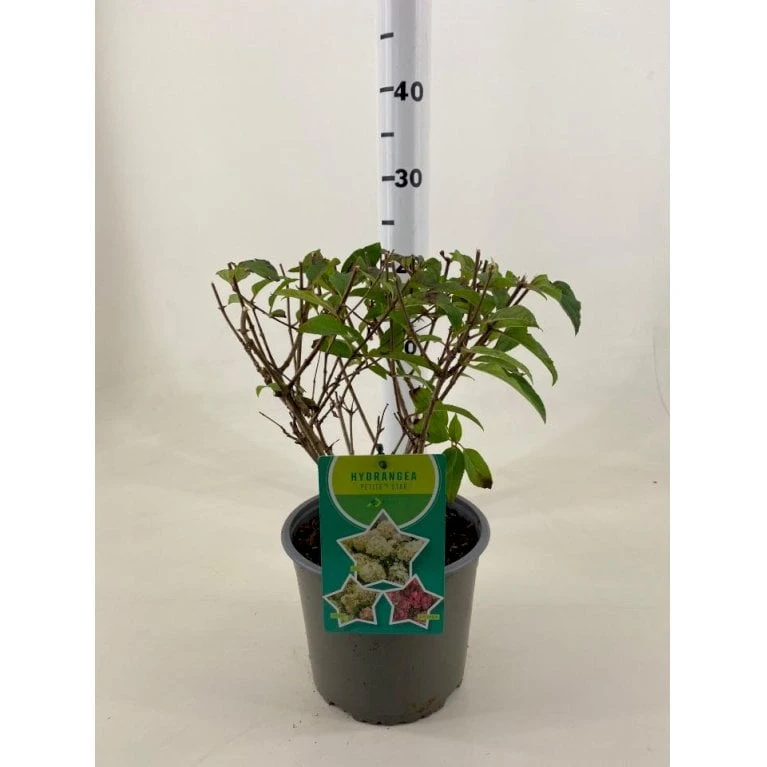 Kompakt Syrén-Hortensia 'Petit Star' Hydrangea Paniculata 'Petit Star' Potte 3,0 Liter,- 30-40 Cm. 3 Kompakt Syrén-Hortensia 'Petit Star' Hydrangea Paniculata 'Petit Star' Potte 3,0 Liter,- 30-40 Cm.
