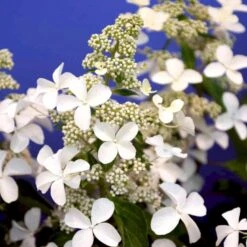 Kompakt Syrén-Hortensia 'Petit Star' Hydrangea Paniculata 'Petit Star' Potte 3,0 Liter,- 30-40 Cm. 7 Kompakt Syrén-Hortensia 'Petit Star' Hydrangea Paniculata 'Petit Star' Potte 3,0 Liter,- 30-40 Cm. -Osmo Salgsbutik p35747 47368 hydrangea paniculata petit star 0d8a