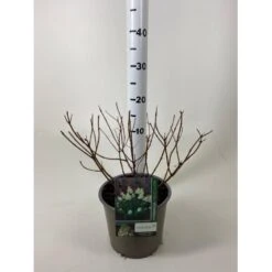 Syrén-Hortensia 'Polar Bear' Hydrangea Paniculata 'Polar Bear' Potte 3,0 Liter,- 30-40 Cm.