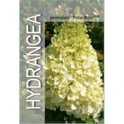 Syrén-Hortensia 'Polar Bear' Hydrangea Paniculata 'Polar Bear' Potte 3,0 Liter,- 30-40 Cm. -Osmo Salgsbutik p35748 38372 image d8df