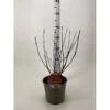 Blærespiræa 'Diable DOr' Physocarpus Opulifolius 'Diable DOr' Potte 3,0 Liter,- 30-40 Cm. -Osmo Salgsbutik p35750 38383 image 2f55