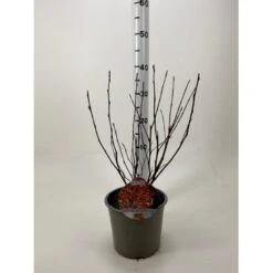 Blærespiræa 'Diable DOr' Physocarpus Opulifolius 'Diable DOr' Potte 3,0 Liter,- 30-40 Cm.