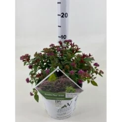 Spiræa 'Double Play Artist' Spiraea Japonica 'Double Play Artist' Potte 3,0 Liter,- 25-30 Cm.