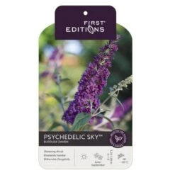 Sommerfuglebusk 'Phycedelic Sky' Buddleja Davidii 'Phycedelic Sky' Potte 3,5 Liter,- 30-50 Cm. -Osmo Salgsbutik p35765 38475 image 54ac