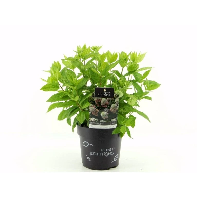 Syrén-Hortensia 'Tickled Pink' Hydrangea Paniculata 'Tickled Pink' 3,5 Liter Potte 3 Syrén-Hortensia 'Tickled Pink' Hydrangea Paniculata 'Tickled Pink' 3,5 Liter Potte