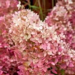 Syrén-Hortensia 'Tickled Pink' Hydrangea Paniculata 'Tickled Pink' 3,5 Liter Potte 7 Syrén-Hortensia 'Tickled Pink' Hydrangea Paniculata 'Tickled Pink' 3,5 Liter Potte -Osmo Salgsbutik p35769 49331 hydrangea paniculata tickled pink 598a