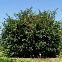 Sargentsæble Malus Sargentii Barrods, - 3 års (1/2) 50-80 Cm. Hækkvalitet -Osmo Salgsbutik p3601 54076 malus sargentii 9f1e