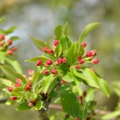 Sargentsæble Malus Sargentii Barrods, - 3 års (1/2) 50-80 Cm. Hækkvalitet -Osmo Salgsbutik p3601 54077 malus sargentii 2c6a