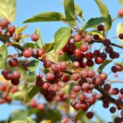 Sargentsæble Malus Sargentii Barrods, - 3 års (1/2) 50-80 Cm. Hækkvalitet -Osmo Salgsbutik p3601 54078 malus sargentii fd70