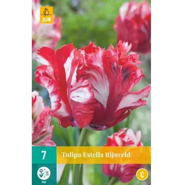 Tulipan 'Estella Rijnveld' Tulips 'Estella Rijnveld' Blomsterløg, Antal Pr. Pakke, Ca. 7 Stk. 4 Tulipan 'Estella Rijnveld' Tulips 'Estella Rijnveld' Blomsterløg, Antal Pr. Pakke, Ca. 7 Stk. - Billede 2