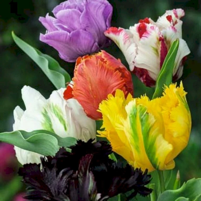 Tulipan Parrot Mix Tulips Parrot Mix Blomsterløg, Antal Pr. Pakke, Ca. 7 Stk. 3 Tulipan Parrot Mix Tulips Parrot Mix Blomsterløg, Antal Pr. Pakke, Ca. 7 Stk.