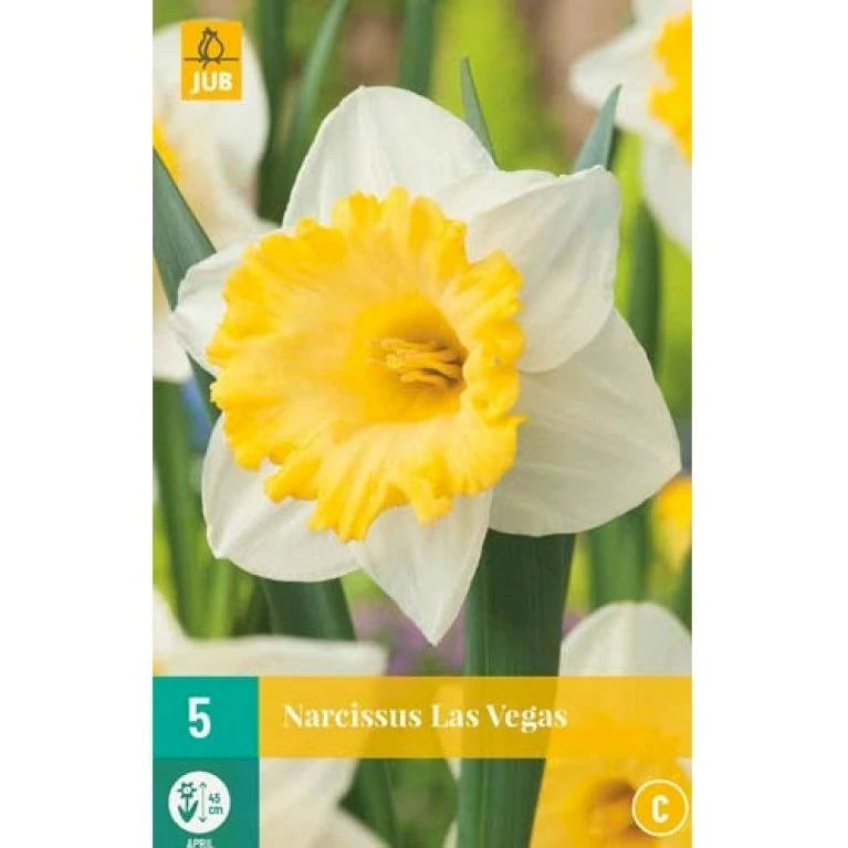 Påskelilje 'Las Vegas' Narcissus 'Las Vegas' Blomsterløg, Antal Pr. Pakke, Ca. 5 Stk. 3 Påskelilje 'Las Vegas' Narcissus 'Las Vegas' Blomsterløg, Antal Pr. Pakke, Ca. 5 Stk. - Billede 2