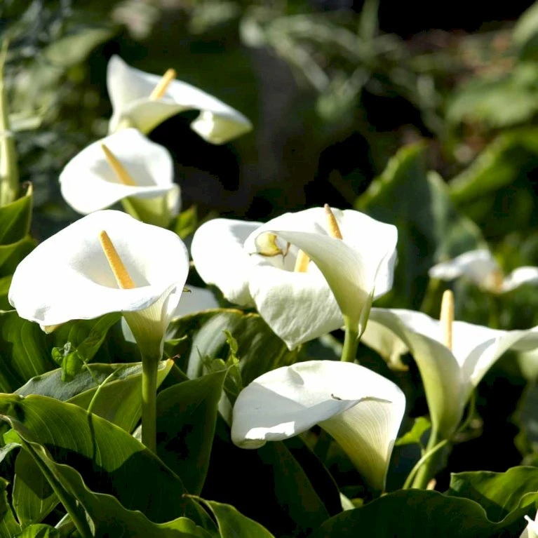 Kalla Zanthedechia Aethiopia Blomsterløg, Antal Pr. Pakke, Ca. 1 Stk. 5 Kalla Zanthedechia Aethiopia Blomsterløg, Antal Pr. Pakke, Ca. 1 Stk. - Billede 3