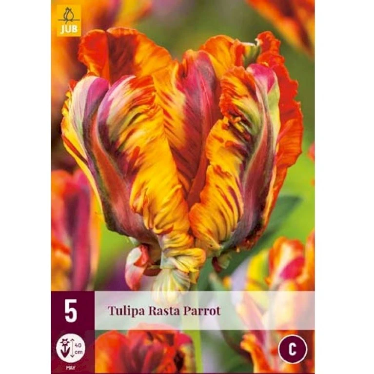 Tulipan 'Rasta Parrot' Tulips 'Rasta Parrot' Blomsterløg, Antal Pr. Pakke, Ca. 5 Stk. 4 Tulipan 'Rasta Parrot' Tulips 'Rasta Parrot' Blomsterløg, Antal Pr. Pakke, Ca. 5 Stk. - Billede 2