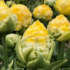 Tulipan 'Vanille Coupe' Tulips 'Vanille Coupe' Blomsterløg, Antal Pr. Pakke, Ca. 5 Stk. -Osmo Salgsbutik p36198 50468 tulips vanille coupe 108d