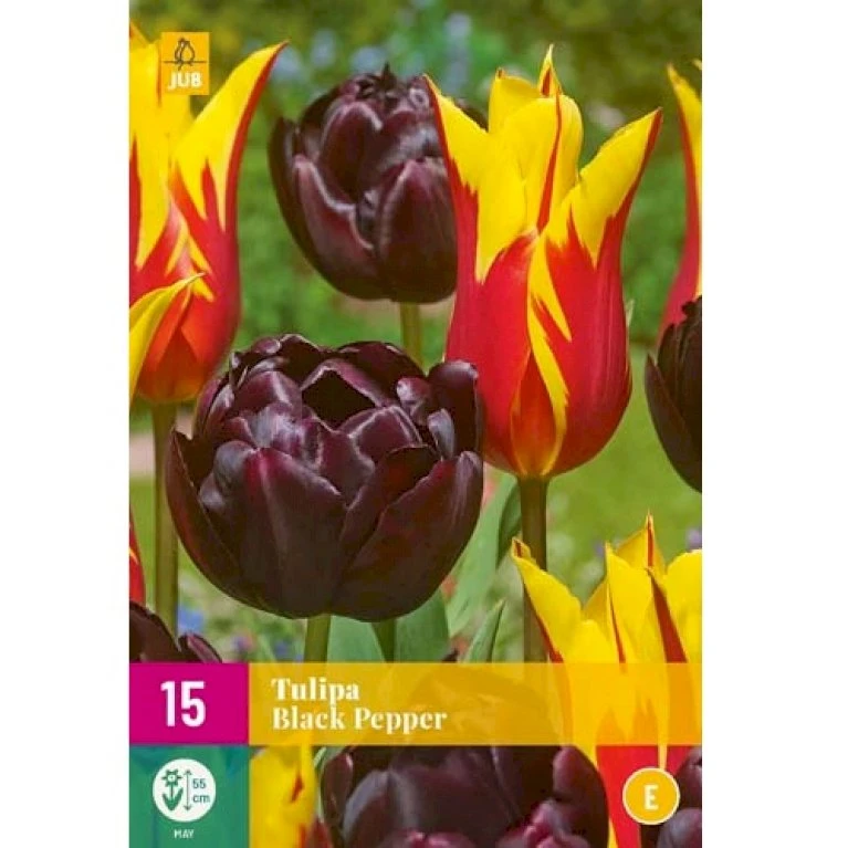 Tulipan 'Black Pepper' Mix XXL Tulips 'Black Pepper' Mix Blomsterløg, Antal Pr. Pakke, Ca. 15 Stk. 3 Tulipan 'Black Pepper' Mix XXL Tulips 'Black Pepper' Mix Blomsterløg, Antal Pr. Pakke, Ca. 15 Stk.