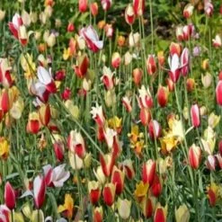 Tulipan 'Clusiana' Mix XXL Tulips 'Clusiana' Mix Blomsterløg, Antal Pr. Pakke, Ca. 20 Stk.