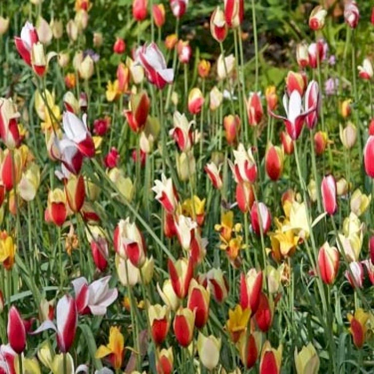 Tulipan 'Clusiana' Mix XXL Tulips 'Clusiana' Mix Blomsterløg, Antal Pr. Pakke, Ca. 20 Stk. 3 Tulipan 'Clusiana' Mix XXL Tulips 'Clusiana' Mix Blomsterløg, Antal Pr. Pakke, Ca. 20 Stk.