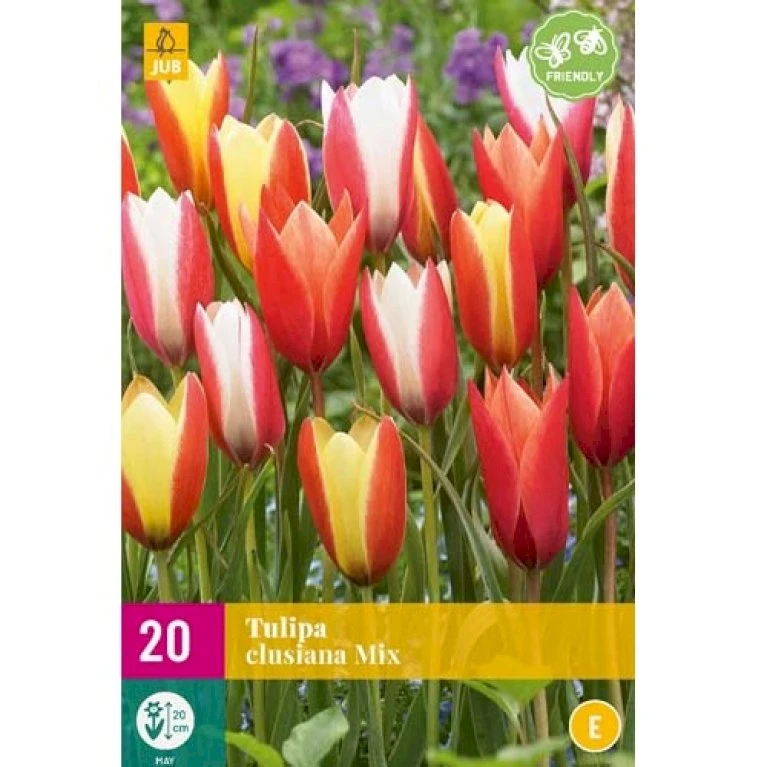 Tulipan 'Clusiana' Mix XXL Tulips 'Clusiana' Mix Blomsterløg, Antal Pr. Pakke, Ca. 20 Stk. 4 Tulipan 'Clusiana' Mix XXL Tulips 'Clusiana' Mix Blomsterløg, Antal Pr. Pakke, Ca. 20 Stk. - Billede 2