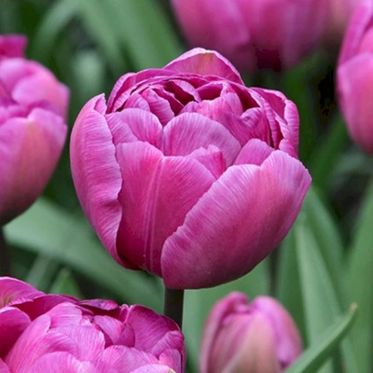 Tulipan 'Double Lilac' XXL Tulips 'Double Lilac' Blomsterløg, Antal Pr. Pakke, Ca. 15 Stk. 3 Tulipan 'Double Lilac' XXL Tulips 'Double Lilac' Blomsterløg, Antal Pr. Pakke, Ca. 15 Stk.