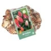 Tulipan 'Greigii' Mix Net Tulips 'Greigii' Mix Blomsterløg, Antal Pr. Pakke, Ca. 40 Stk. -Osmo Salgsbutik p36302 50190 tulips greigii mix aa93