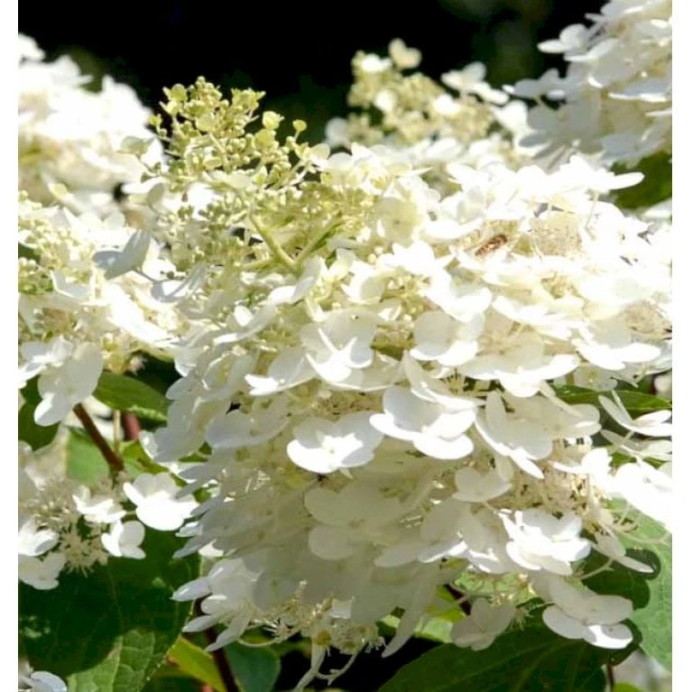 Kompakt Syrén-Hortensia 'Bobo' Hydrangea Paniculata 'Bobo' 3,5 Liter Potte 3 Kompakt Syrén-Hortensia 'Bobo' Hydrangea Paniculata 'Bobo' 3,5 Liter Potte