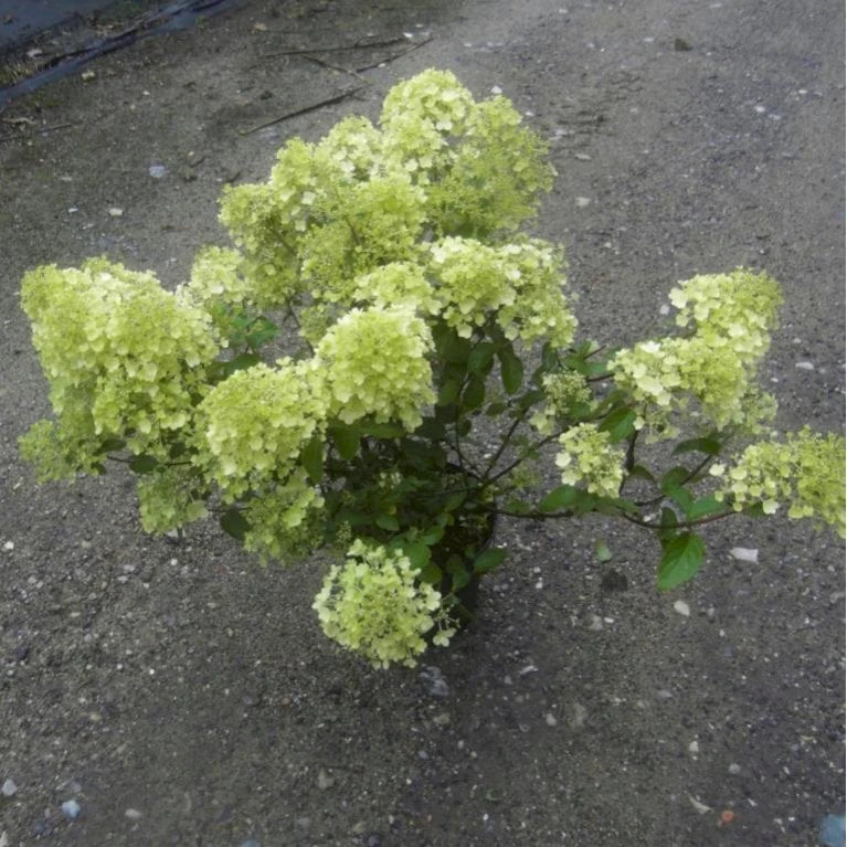 Kompakt Syrén-Hortensia 'Bobo' Hydrangea Paniculata 'Bobo' 3,5 Liter Potte 5 Kompakt Syrén-Hortensia 'Bobo' Hydrangea Paniculata 'Bobo' 3,5 Liter Potte - Billede 3