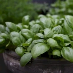 Basilikum 'Loki' Øko Ocimum Basilicum L. 'Loki' Frøpose, Antal Pr. Pakke, Ca. 25 Stk. -Osmo Salgsbutik p36913 54538 ocimum basilicum l loki ac82