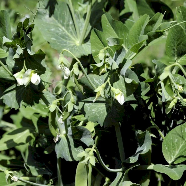 Lav Marvært 'Kelvedon Wonder' Øko Pisum Sativum 'Kelvedon Wonder' Frøpose, Antal Pr. Pakke, Ca. 50 Stk. 4 Lav Marvært 'Kelvedon Wonder' Øko Pisum Sativum 'Kelvedon Wonder' Frøpose, Antal Pr. Pakke, Ca. 50 Stk. - Billede 2