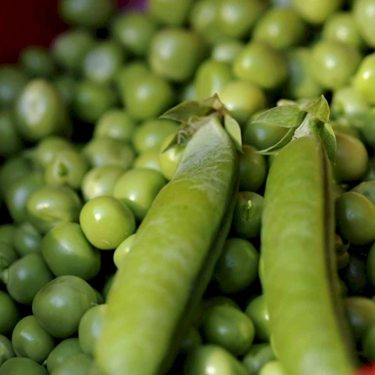 Lav Marvært 'Kelvedon Wonder' Øko Pisum Sativum 'Kelvedon Wonder' Frøpose, Antal Pr. Pakke, Ca. 50 Stk. 5 Lav Marvært 'Kelvedon Wonder' Øko Pisum Sativum 'Kelvedon Wonder' Frøpose, Antal Pr. Pakke, Ca. 50 Stk. - Billede 3