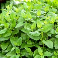 Citronmelisse 'Lemona' Øko Melissa Officinalis L. 'Lemona' -Osmo Salgsbutik p36918 54559 melissa officinalis l lemona 3fe5