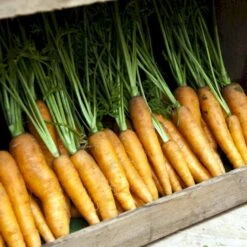 Vintergulerod 'Flakkée 2' Øko Daucus Carota L 'Flakkée 2' -Osmo Salgsbutik p36922 54615 daucus carota l flakkee 2 0782