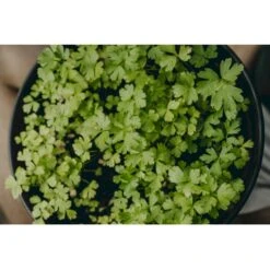 Bredbladet Persille 'Gigante D'Italia' Øko Petroselinum Crispum 'Gigante D'Italia' -Osmo Salgsbutik p36923 43147 image 6f0d