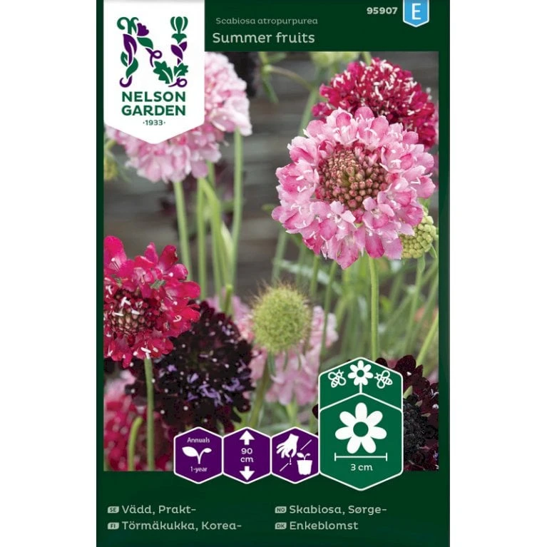 Enkeblomst 'Summer Fruits' Scabiosa Atropurpurea 'Summer Fruits' 3 Enkeblomst 'Summer Fruits' Scabiosa Atropurpurea 'Summer Fruits'